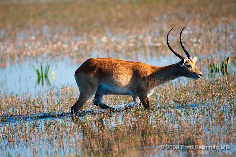 20090614_172649 D300 (1) X1.jpg - I am not sure if this is a 'regular' springbok or something else.  Seen in Okavango Delta, Botswana